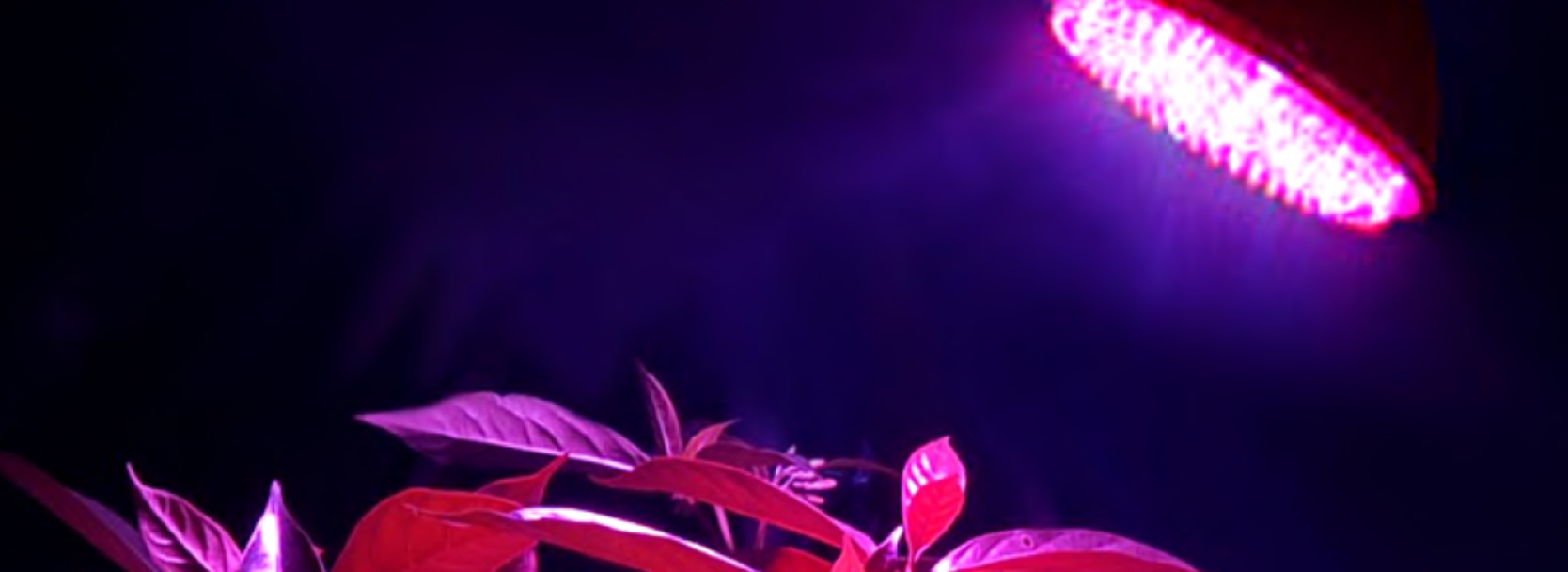 LED-Lampe Pflanze