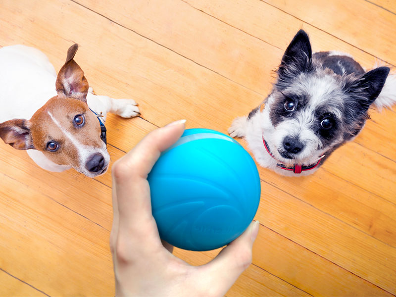 Hund Smart Ball Cheerble