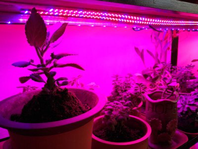 LED Pflanzenlichtbalken